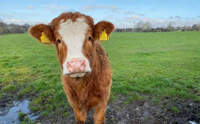 CARTOLINE DELLA BASILICATA (Antonella&nbsp;Giroldini)