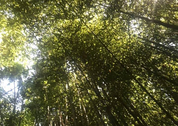 TERME DI STIGLIANO – TERME ROMANE (Antonella&nbsp;Giroldini)