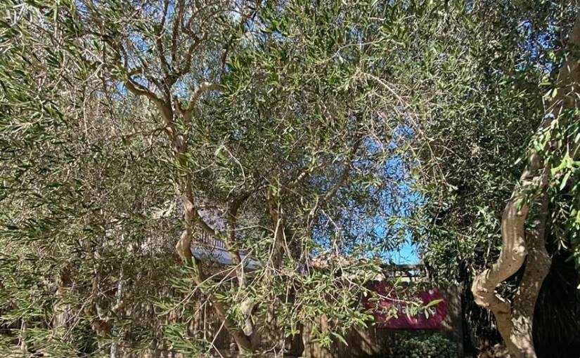 La Masseria …Tragliatella