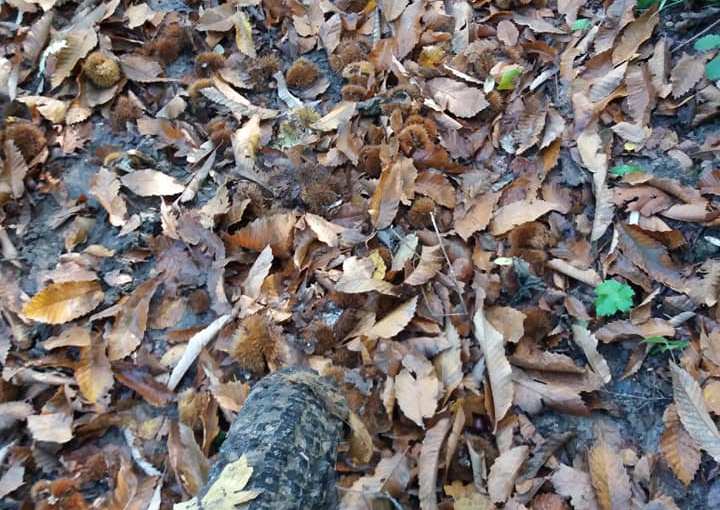 CASINA DELLE CIVETTE (Antonella&nbsp;Giroldini)