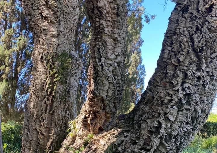 PARCO DI VEIO (Antonella&nbsp;Giroldini)