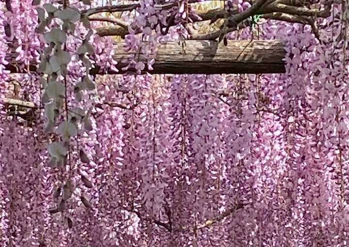 IL GIARDINO DELLE PEONIE (Antonella&nbsp;Giroldini)